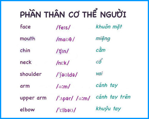 tieng-anh-cac-phan-than-co-the-nguoi-2